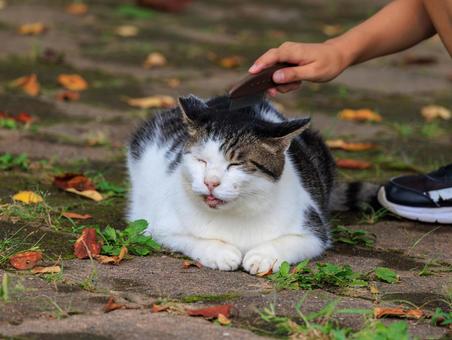 お手入れが大好きな野良猫さんです。 お手入れが大好きな野良猫さんです。の写真