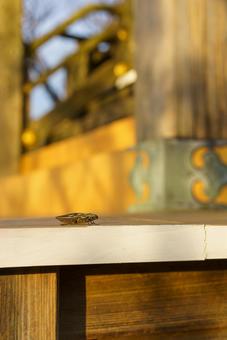 木造建築と小さな命 昆虫,虫,セミの写真素材