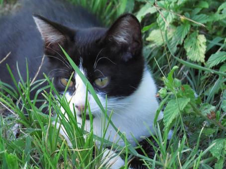 Park cat Naha City, Okinawa Prefecture, JPG Park cat Naha City, Okinawa Prefecture, JPG