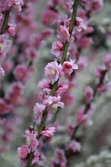 ウメの花 ウメの花の写真