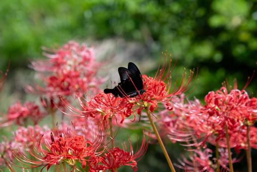 ヒガンバナにとまるカラスアゲハ蝶 ヒガンバナにとまるカラスアゲハ蝶 彼岸花,ヒガンバナ,曼珠沙華の写真素材