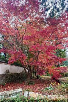 天祐寺の紅葉 天祐寺,諫早,お寺の写真素材