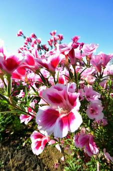 ピンクの花 ピンクの花の写真