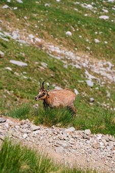 カモシカ_1 カモシカ_1 カモシカ,鴨鹿,野生の写真素材