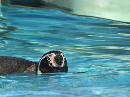 swim, JPG swim, penguin, sleepy, looked sleepy, JPG