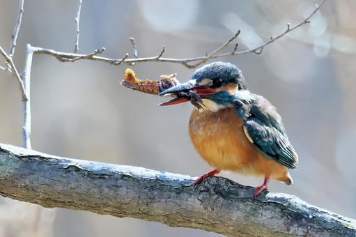 ザリガニを咥えるカワセミ カワセミ,翡翠,ザリガニの写真素材