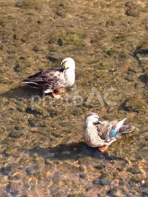 鴨のつがい くちばし,つがい,動物の写真素材
