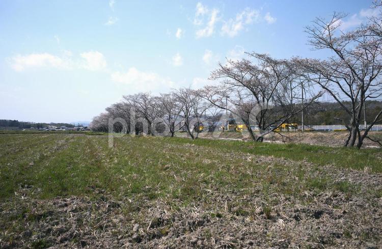 田園の桜 桜,桜並木,田んぼの写真素材