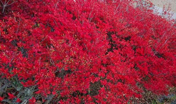 紅葉 紅葉の写真