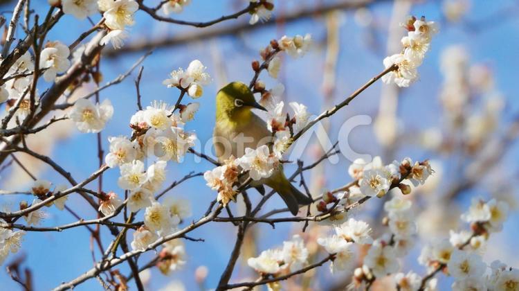 青空に梅とメジロのアンサンブル メジロ,緑,鳥の写真素材