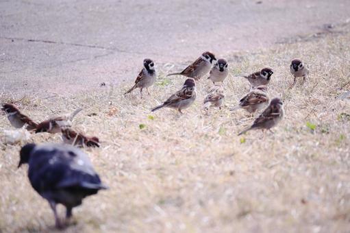 スズメの集団とハト スズメの集団とハト 鳥,スズメ,ハトの写真素材