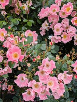 バラ 薔薇 バラ 薔薇の写真