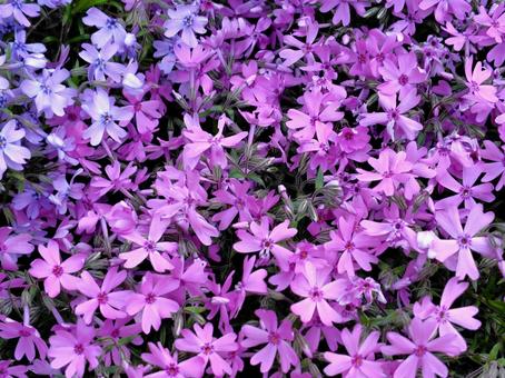Spreading moss phlox, JPG Spreading moss phlox, JPG