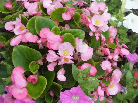 ピンクの可愛いベゴニアの花 ベゴニア,ピンク,花の写真素材
