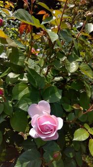 薔薇 薔薇 薔薇,バラ,ピンクの写真素材