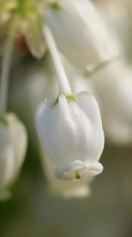 花 花の写真