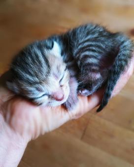 手乗り子猫 手乗り子猫の写真