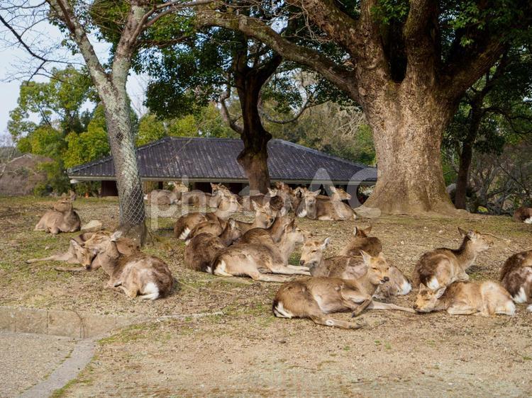 食後に寛ぐ鹿の群れ 鹿,しか,群れの写真素材