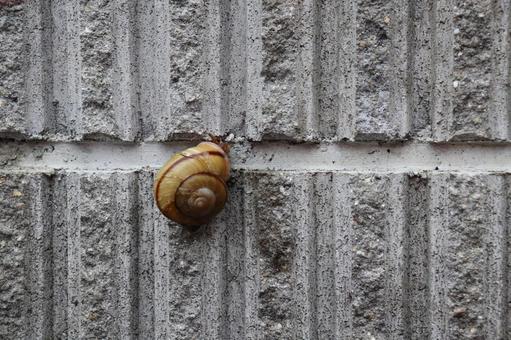 かたつむり かたつむり カタツムリ,かたつむり,マイマイの写真素材