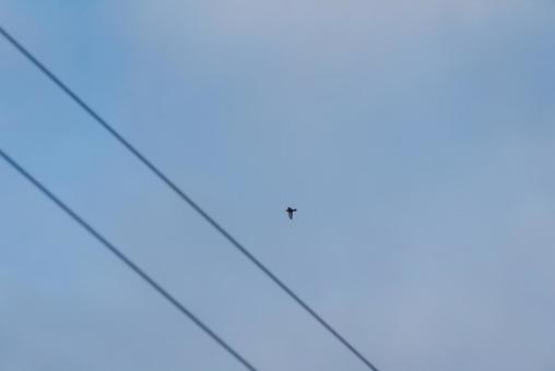 大空を優雅に舞うカワラバト カワラバト,ドバト,鳩の写真素材