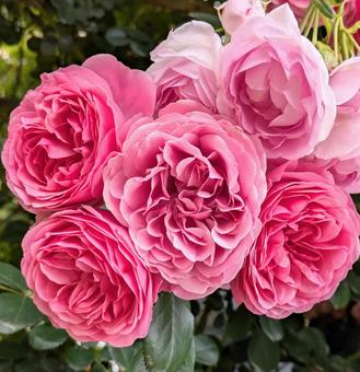 バラ 薔薇 バラ 薔薇の写真