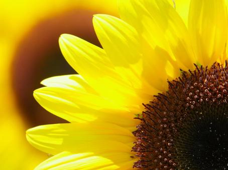 Photo, sunflower, yellow, yellow flowers, 