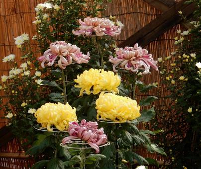 【風景写真】福山菊花展覧会の風景 キク,菊,菊花展の写真素材