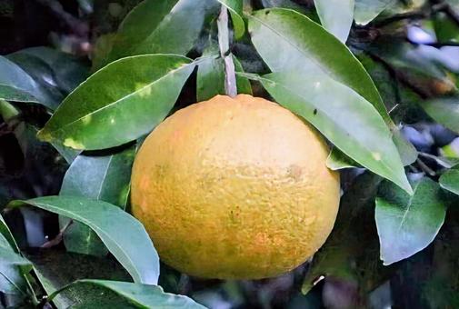雑柑 八朔,植物,食べ物の写真素材