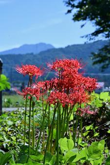 南砺井波大門川の彼岸花 彼岸花,曼珠沙華,植物の写真素材