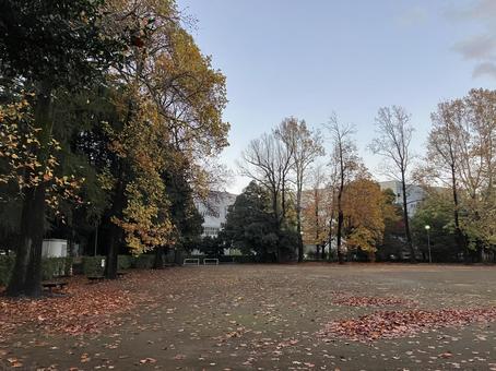 落ち葉　公園　風景　秋　午後　景色の写真