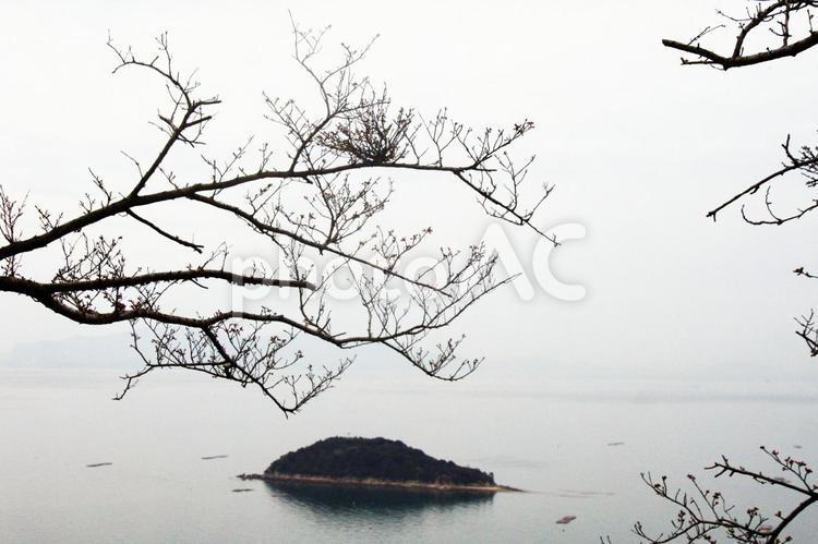 小枝と海 木,えだ,海の写真素材