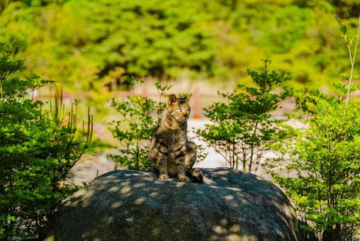 【長崎】雲仙地獄で出会った猫 【長崎】雲仙地獄で出会った猫の写真