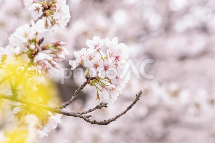 桜と菜の花 桜,春,花見の写真素材