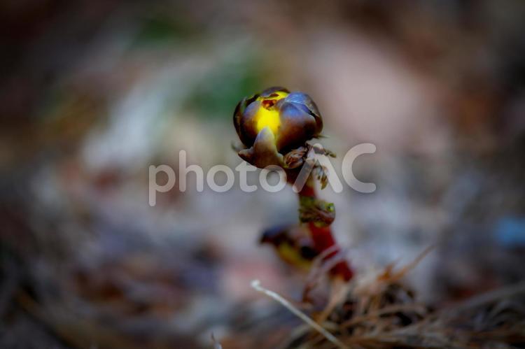 福寿草の蕾 福寿草,蕾,春の写真素材