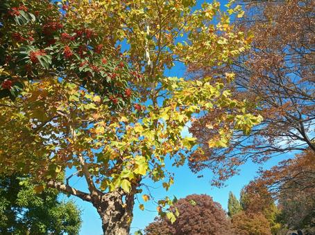 福岡 春日公園,春日市,福岡の写真素材