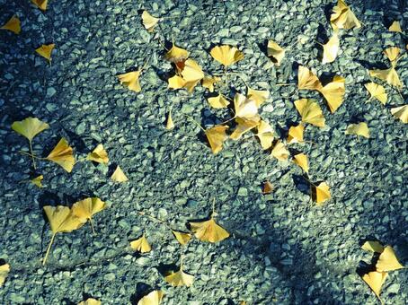 イチョウの葉 イチョウ,秋,黄色の写真素材