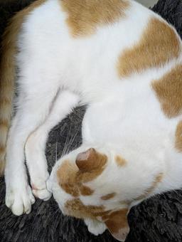 猫 猫 ねこ,ネコ,猫の写真素材