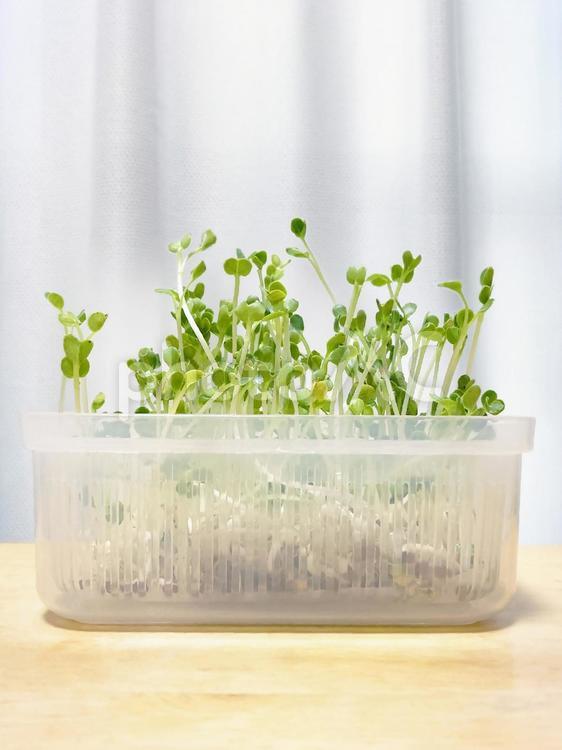 窓際で緑化するかいわれ大根 カイワレダイコン,かいわれ,かいわれ大根の写真素材