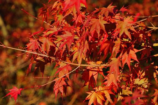 陽射しの中のイロハモミジ イロハモミジ,紅葉,葉の写真素材