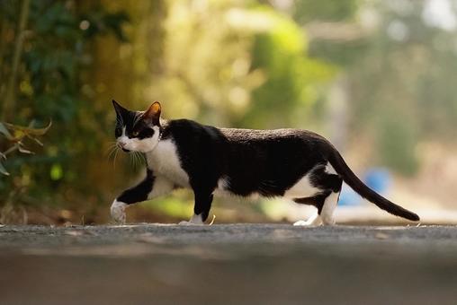 歩く野良猫 歩く野良猫 猫,野良猫,ネコの写真素材