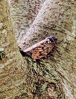 日陰で涼み中の写真