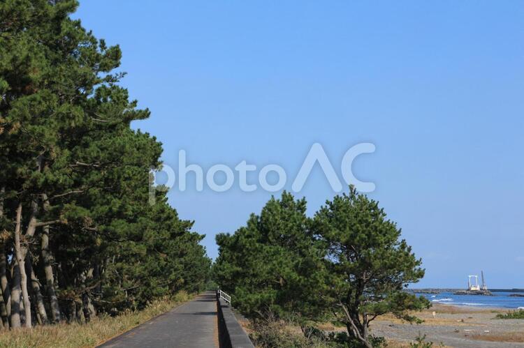 海岸の松並木道 松林,松,松並木の写真素材