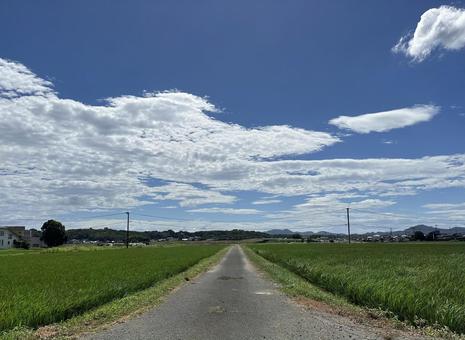 夏の田んぼを貫く直線の農道と青空 夏の田んぼを貫く直線の農道と青空 田んぼ,田園,夏の写真素材