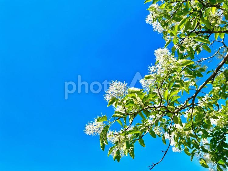 なんじゃもんじゃの木と空 なんじゃもんじゃ,木,ヒトツバの写真素材