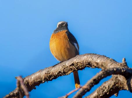 枝にとまるジョウビタキのオス ジョウビタキ,ジョビオ,ジョウビタキのオスの写真素材