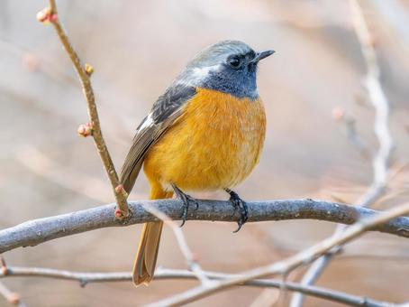 A male Daurian redstart perched on a branch, JPG A male Daurian redstart perched on a branch, JPG