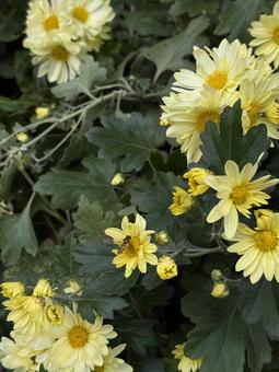 黄色い花とアブ アブ,花,黄色の写真素材