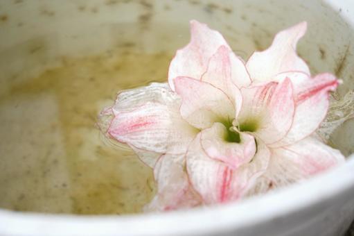 水に浮かぶ花 景色,日差し,植物の写真素材