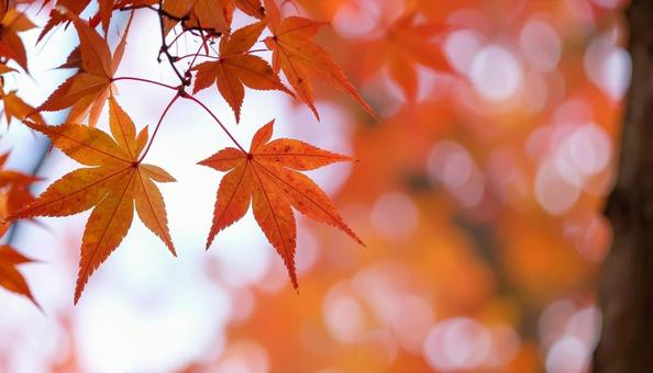 秋のカエデの紅葉 秋のカエデの紅葉の写真