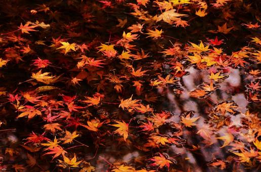 水面の紅葉 水面の紅葉の写真